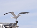 _DSC0058